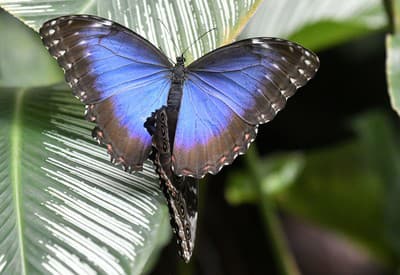 To sú ale krásne krídla!