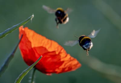 Malé potešenie do daždivého dňa