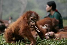 Orangutanom hrozí vyhynutie