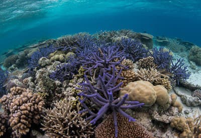 Podmorské  kráľovstvo