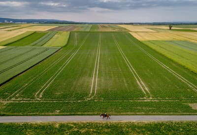 Všade samá zelená