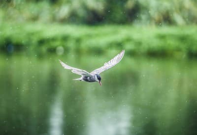 Ani dážď nie je prekážkou