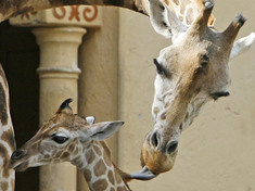 Nový prírastok v rímskej ZOO