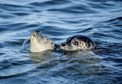 Ako sa len dobre pláva!