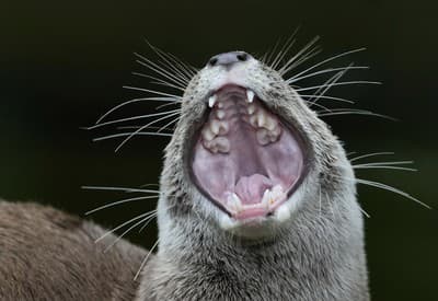 Dobré ráááánko!