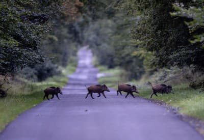 Na rannej prechádzke