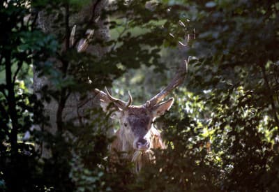 Ranný pohľad z okna prírody