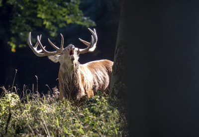 Dobré ráááánko!