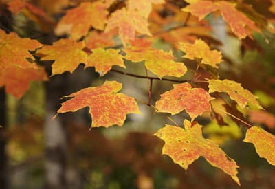 Jeseň v plnom prúde