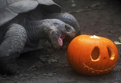 Halloween je čoskoro tu, že? 