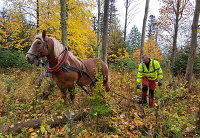 Poďme na prechádzku! 