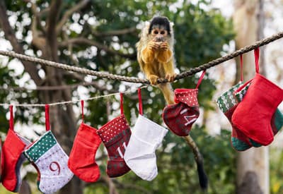 Kto sa teší na Vianoce?