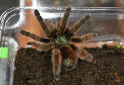 Bojíte sa pavúkov?