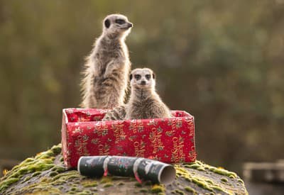 Aj my sme dostali darček!