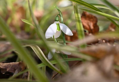 Jar už pomaly vykúka