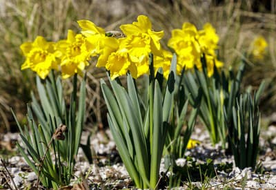 Jarné kvety v plnej kráse