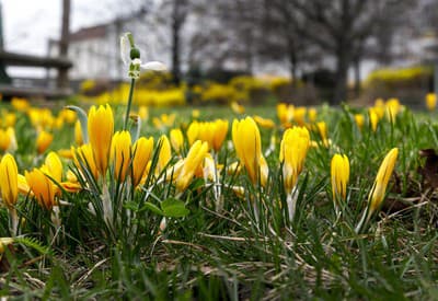 Kvety už krásne kvitnú