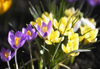 Rozkvitnuté krókusy
