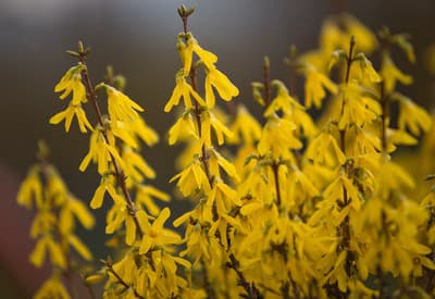 Jar nás víta v plnej paráde