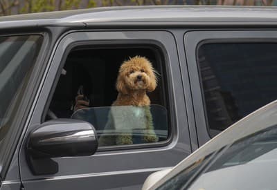 Rád sledujem okolitý svet ...