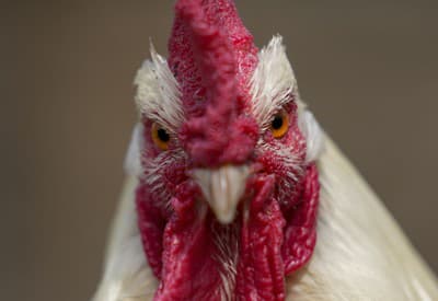 Čo na mňa zazeráš?!