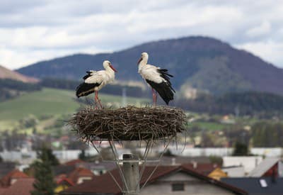 Čo si dáme na raňajky?