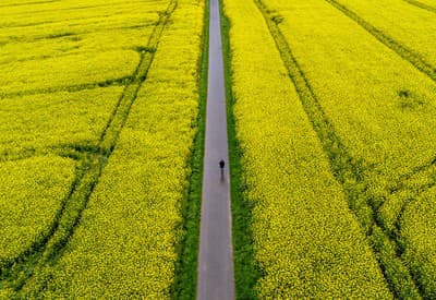 Rozkvitnutá repka olejná