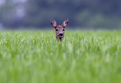 Zahráme sa na schovávačku?