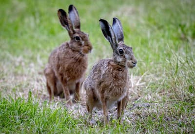Priateľská prechádzka
