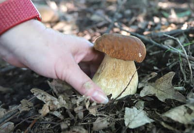 Hubárska sezóna začína