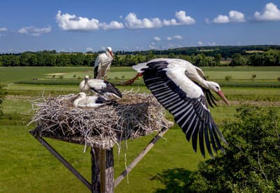 Malé bociany pomaly rastú