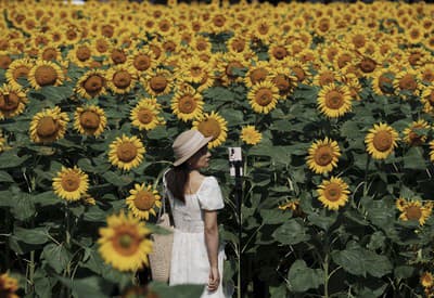 Pole posiate zlatou farbou