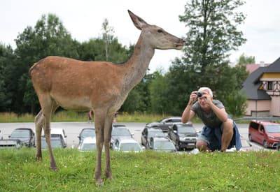 Ja som z toho jeleň!