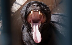 Otvor ústa a povedz á