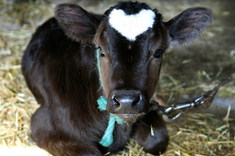 Valentínska kravička