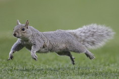 Veverička na bejzbale