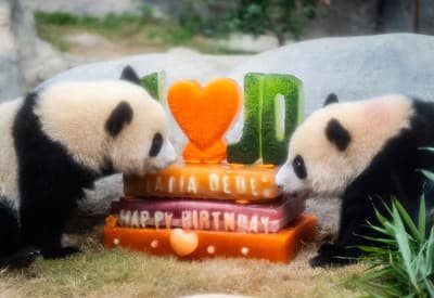 Narodeninová oslava