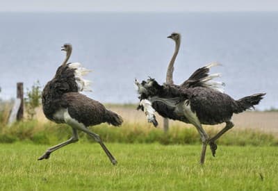 Kto bude prvý v cieli?