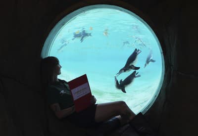 Mesiac plný tučniakov