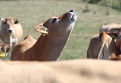 Dobré ráááánko!