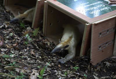 Prišiel som o niečo?