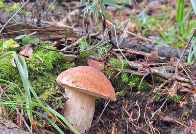 Ešte stále rastú!