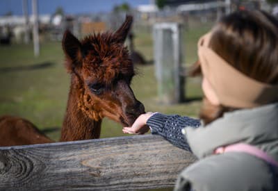 Čo tam máš za dobrotu?