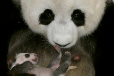 Štvortýždňový prírastok