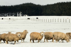 Sneh na Novom Zélande