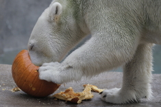 Medveď je pripravený na Halloween