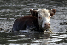 Zaplavená kravička