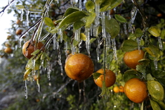 Zamrznuté pomaranče