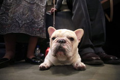 Francúzsky buldoček
