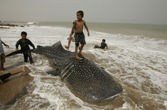 Prechádzka po veľrybe